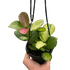 Hoya &
