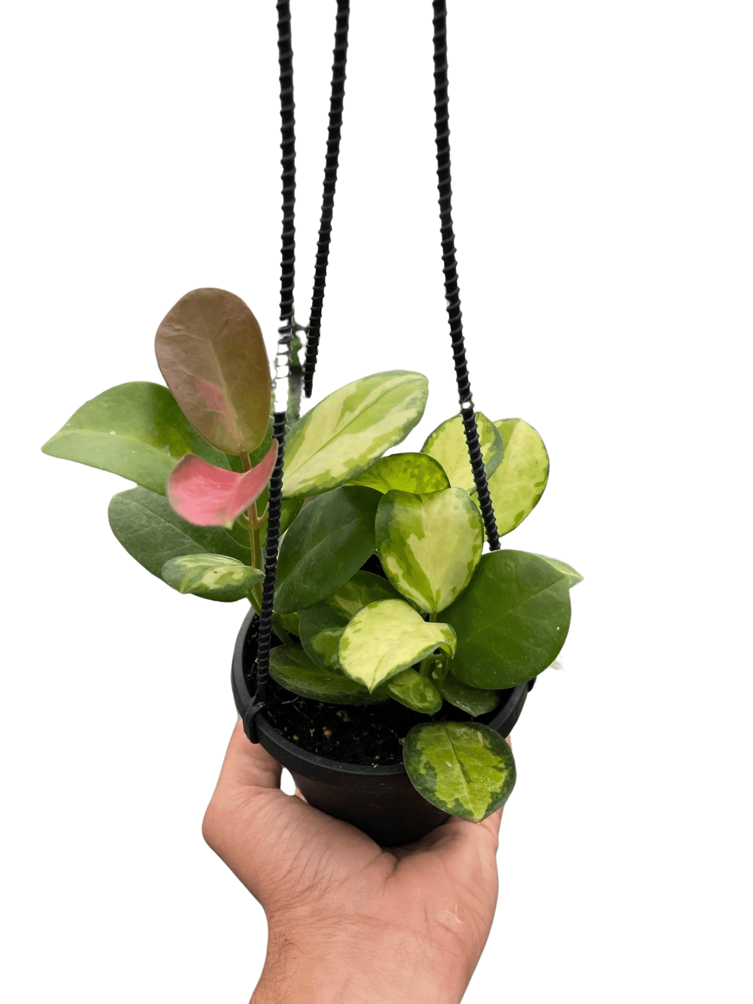 Hoya &