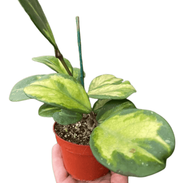 Hoya Obovata Reverse - Ethereal Company-4" Plant