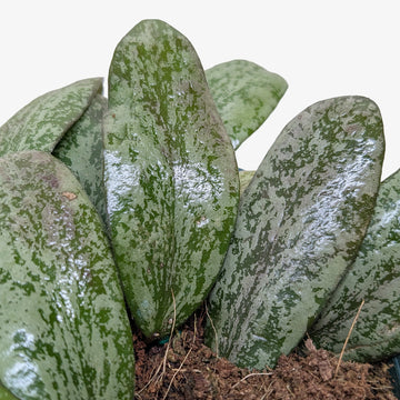 Hoya Sigillatis Round - Ethereal Company-4&quot; Plant