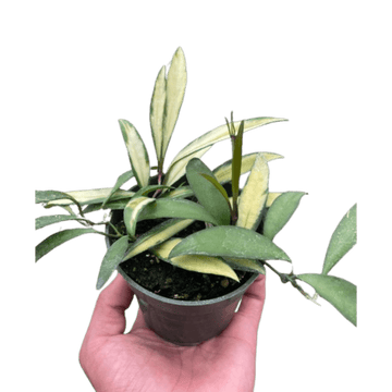 Hoya Wayetii Variegated - Ethereal Company-4" Plant