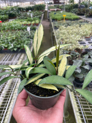Hoya Wayetii Variegated - Ethereal Company-4&quot; Plant