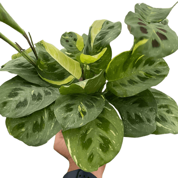 Maranta Variegated &