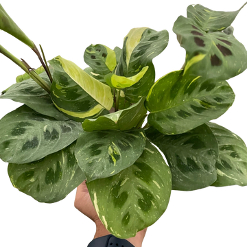 Maranta Variegated &