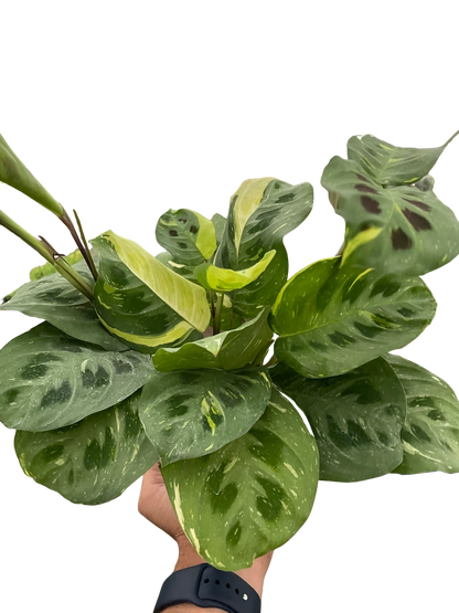 Maranta Variegated &