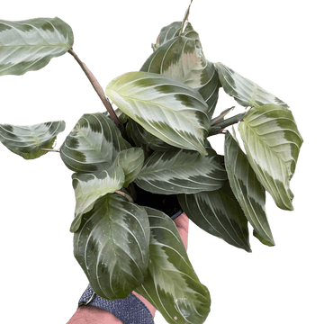 Maranta &