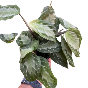 Maranta &
