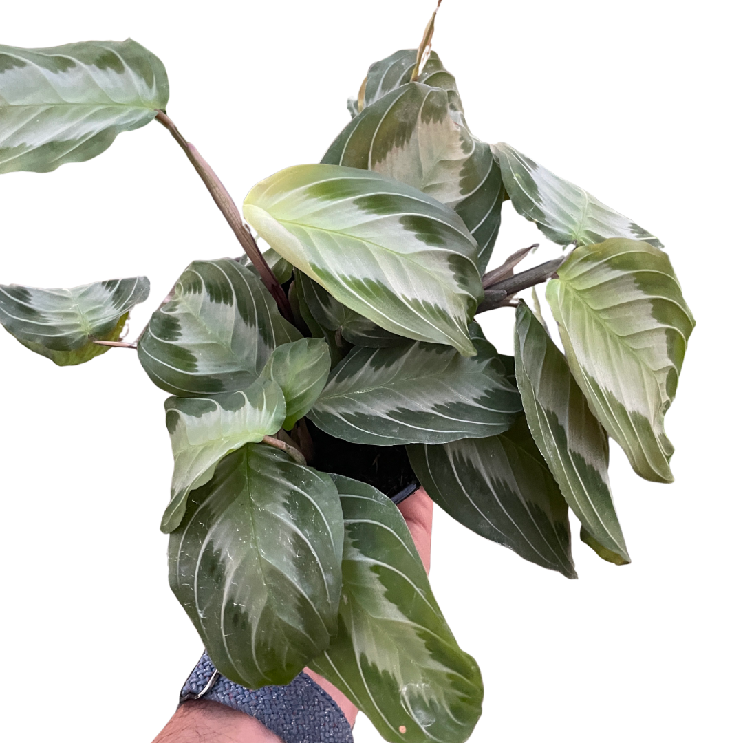 Maranta &