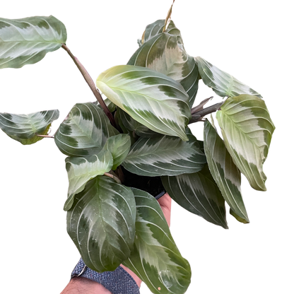 Maranta &