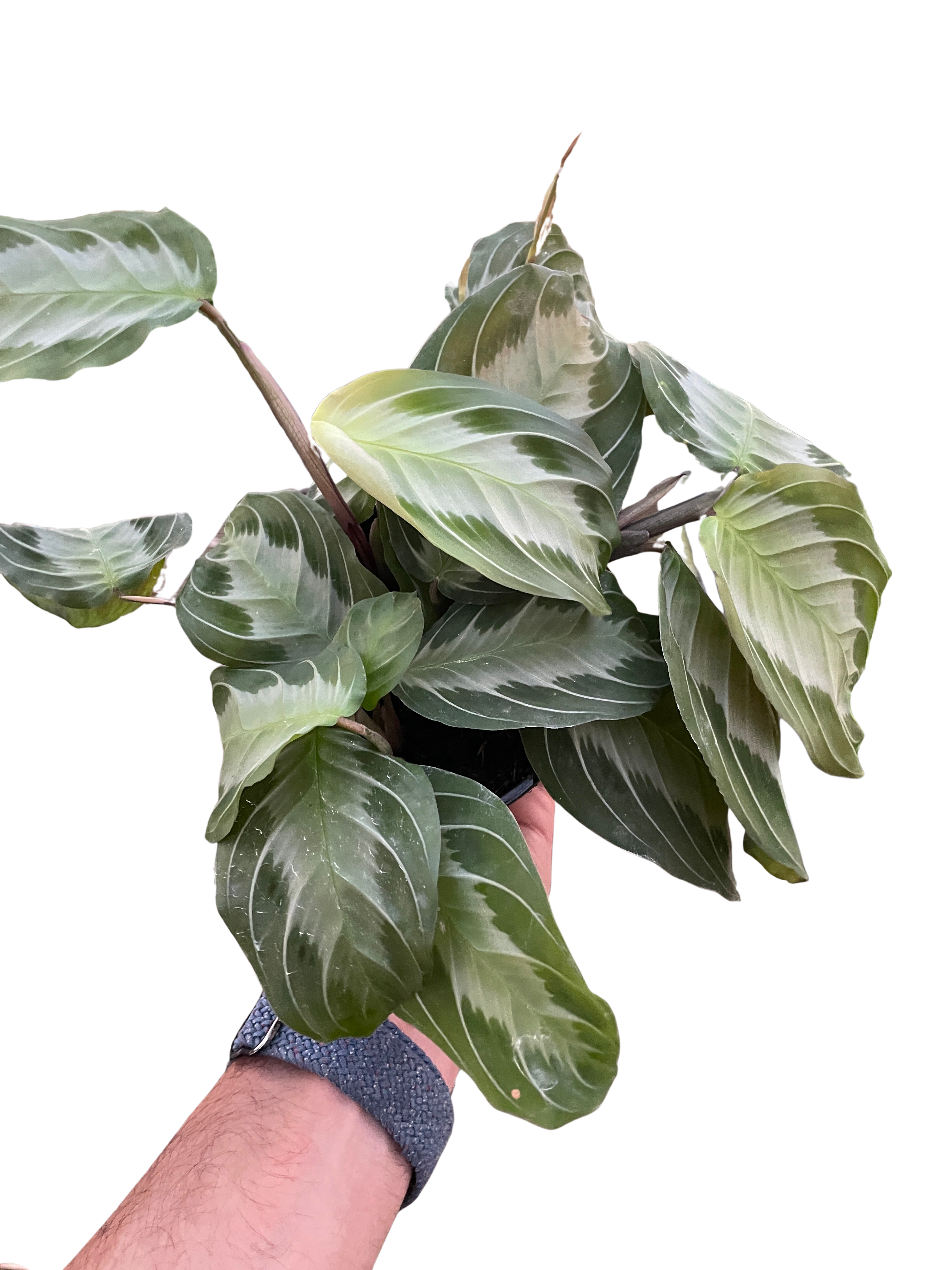 Maranta &