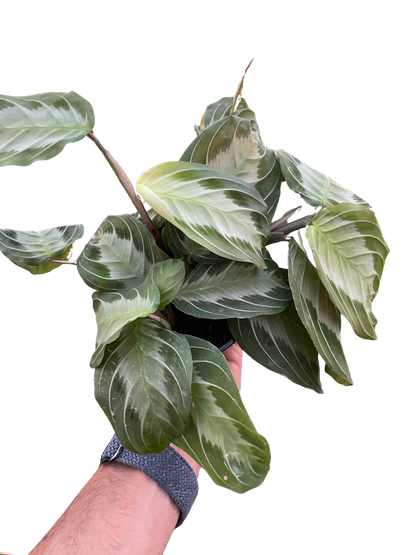 Maranta &