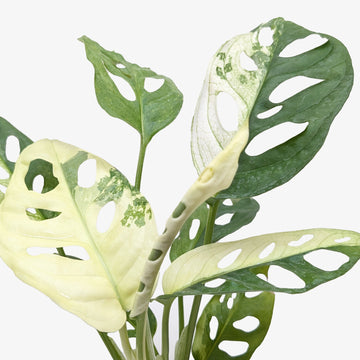 Monstera Adansonii &