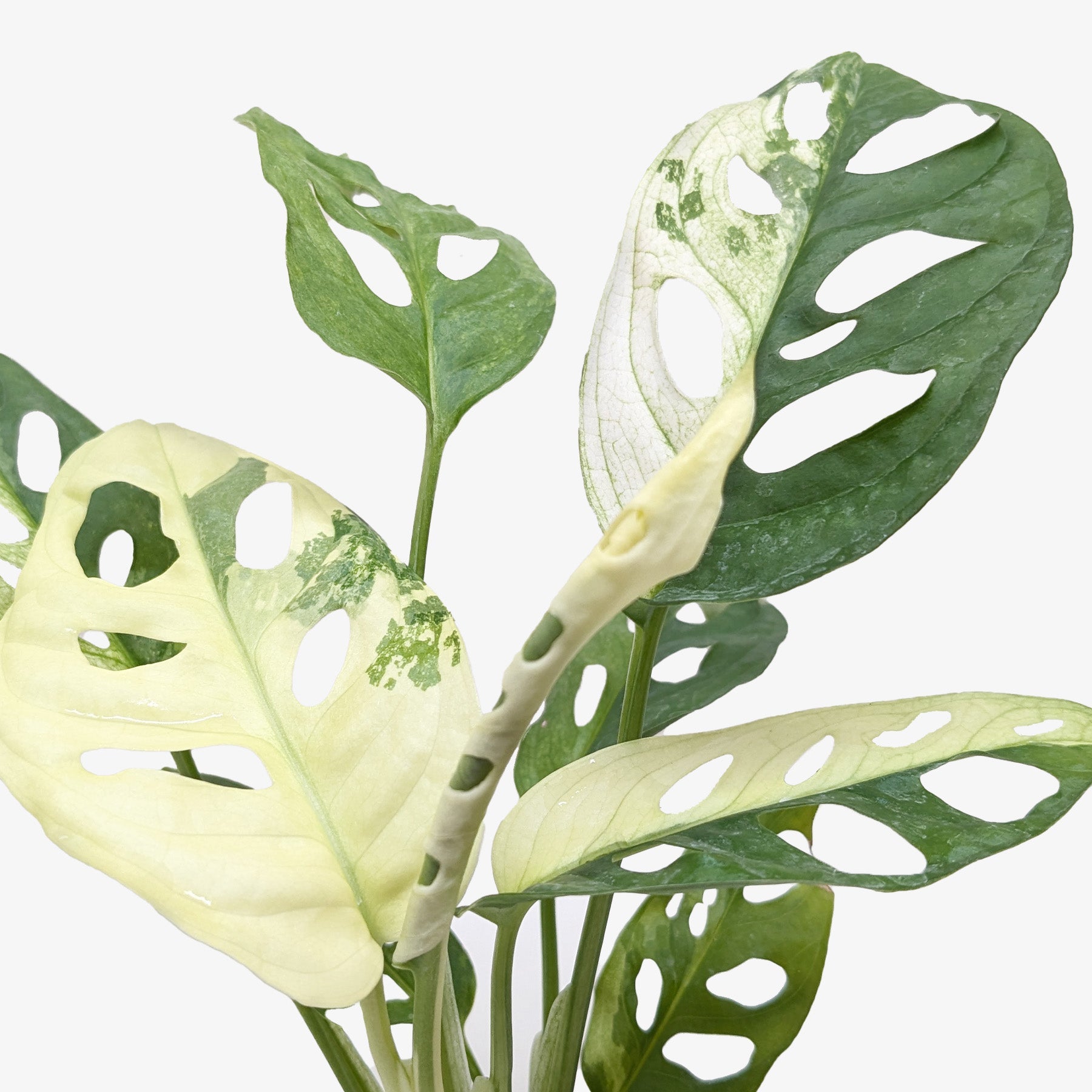 Monstera Adansonii &