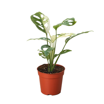 Monstera Adansonii &