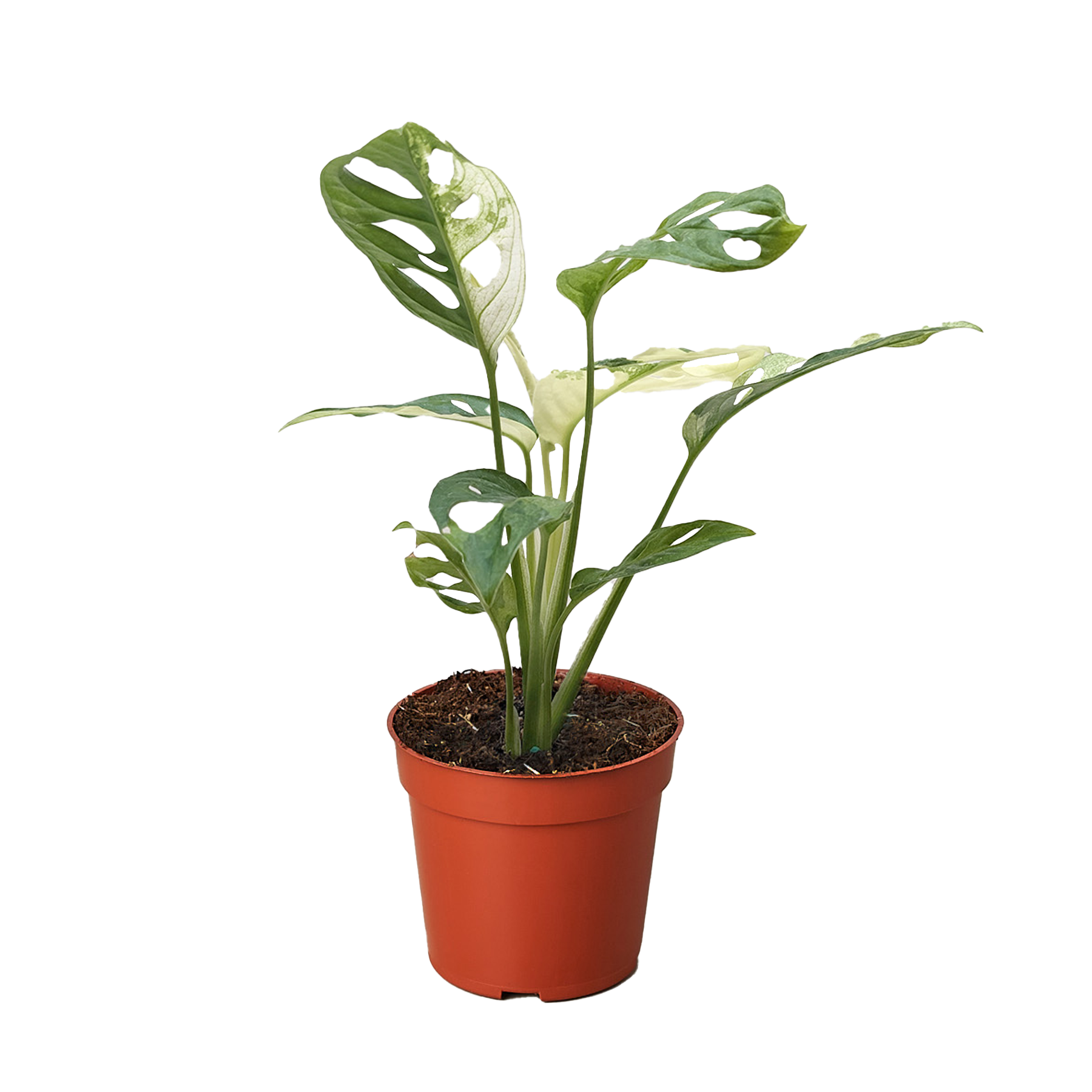 Monstera Adansonii &