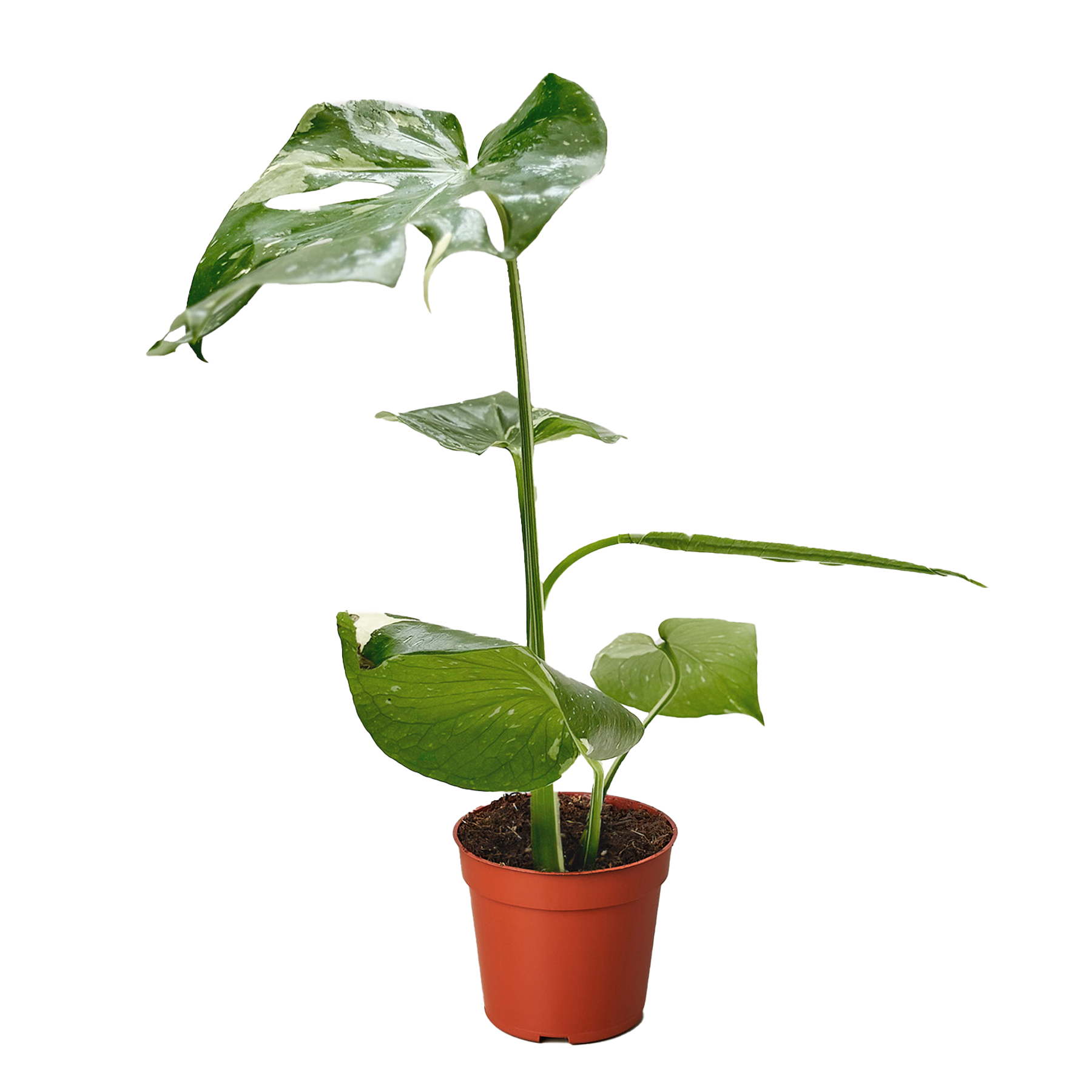 Monstera &