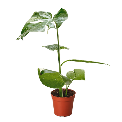 Monstera &