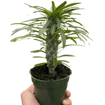 Pachypodium &