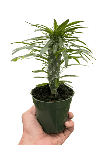 Pachypodium &