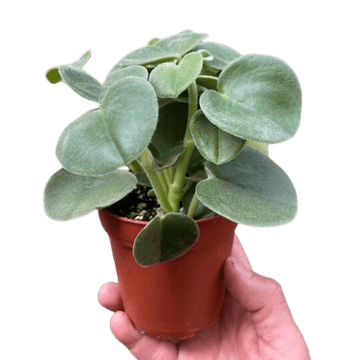Peperomia &