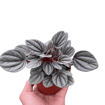 Peperomia &