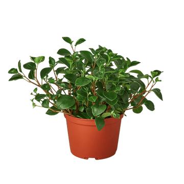 Peperomia &