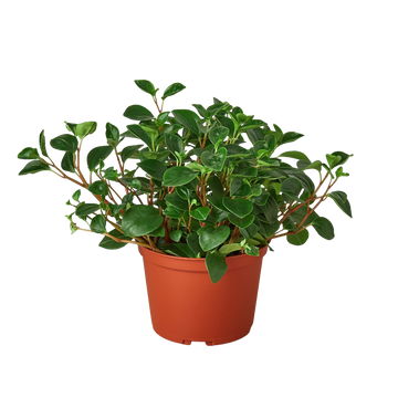 Peperomia &
