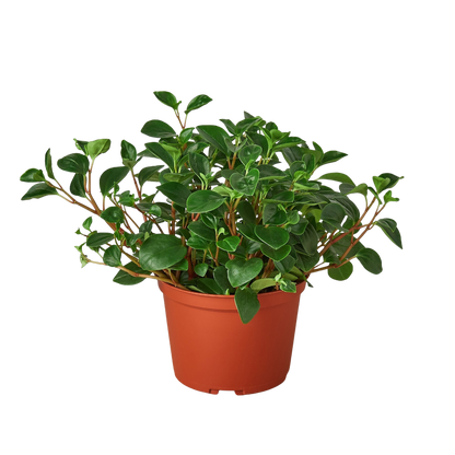 Peperomia &