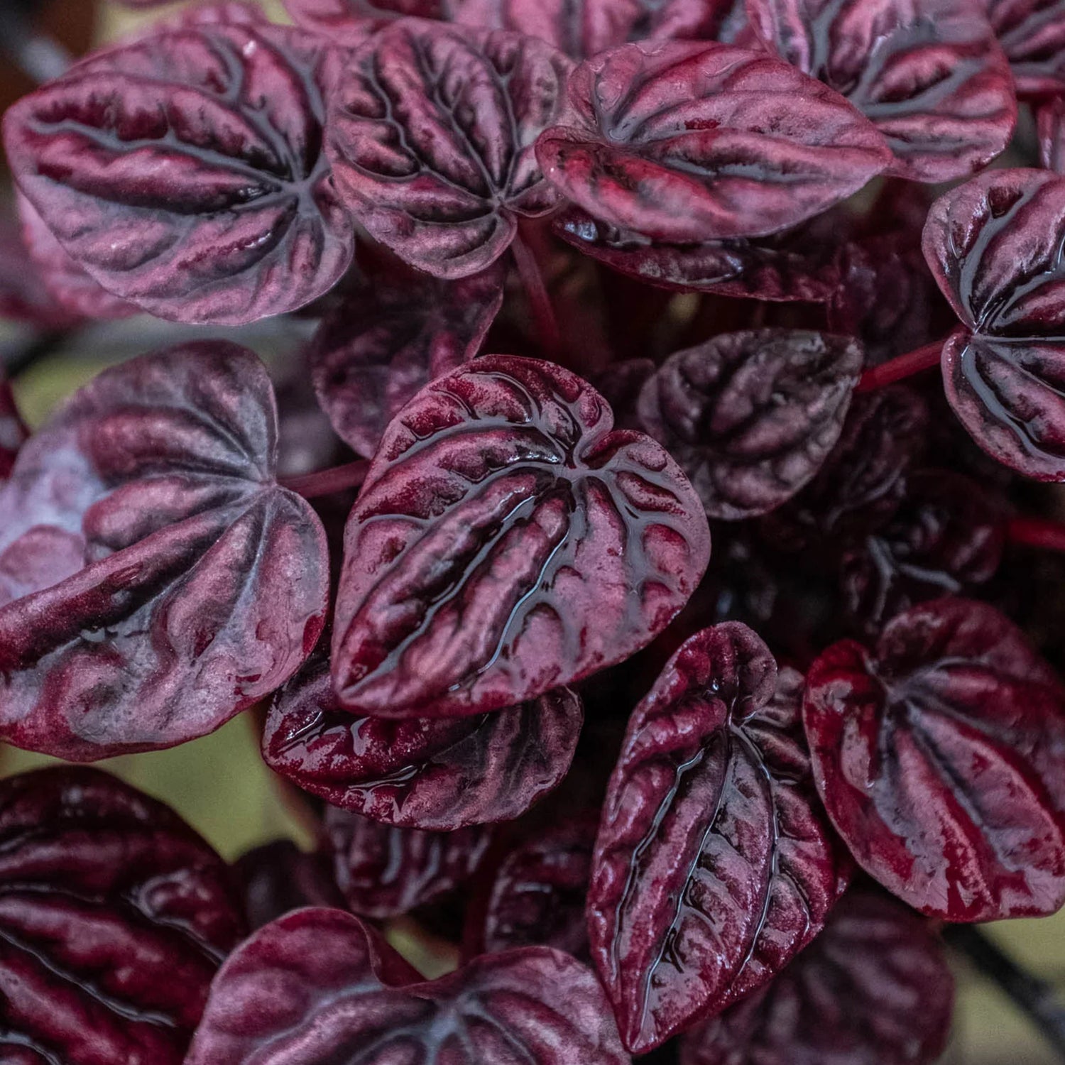 Peperomia &