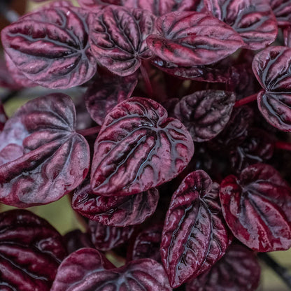 Peperomia &