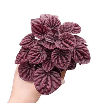 Peperomia &