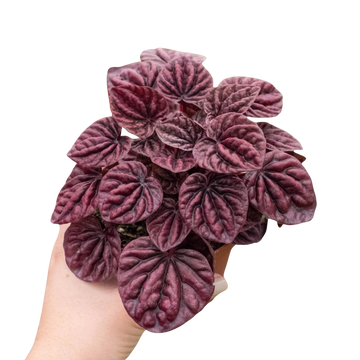 Peperomia &
