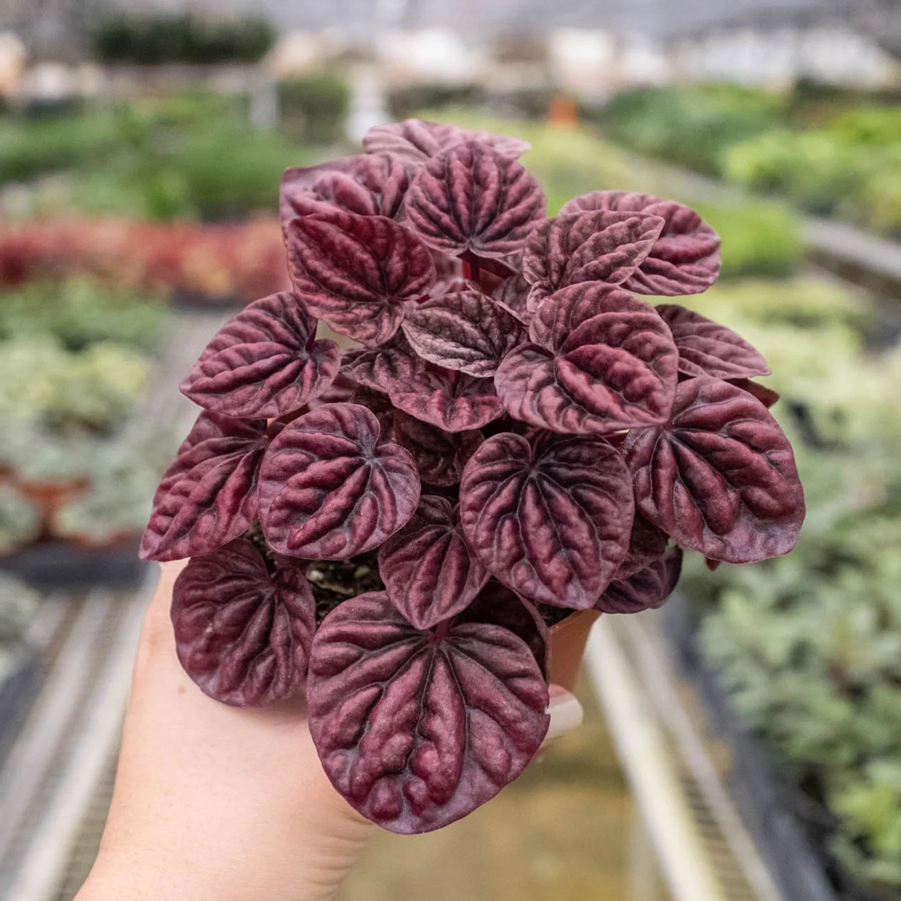 Peperomia &