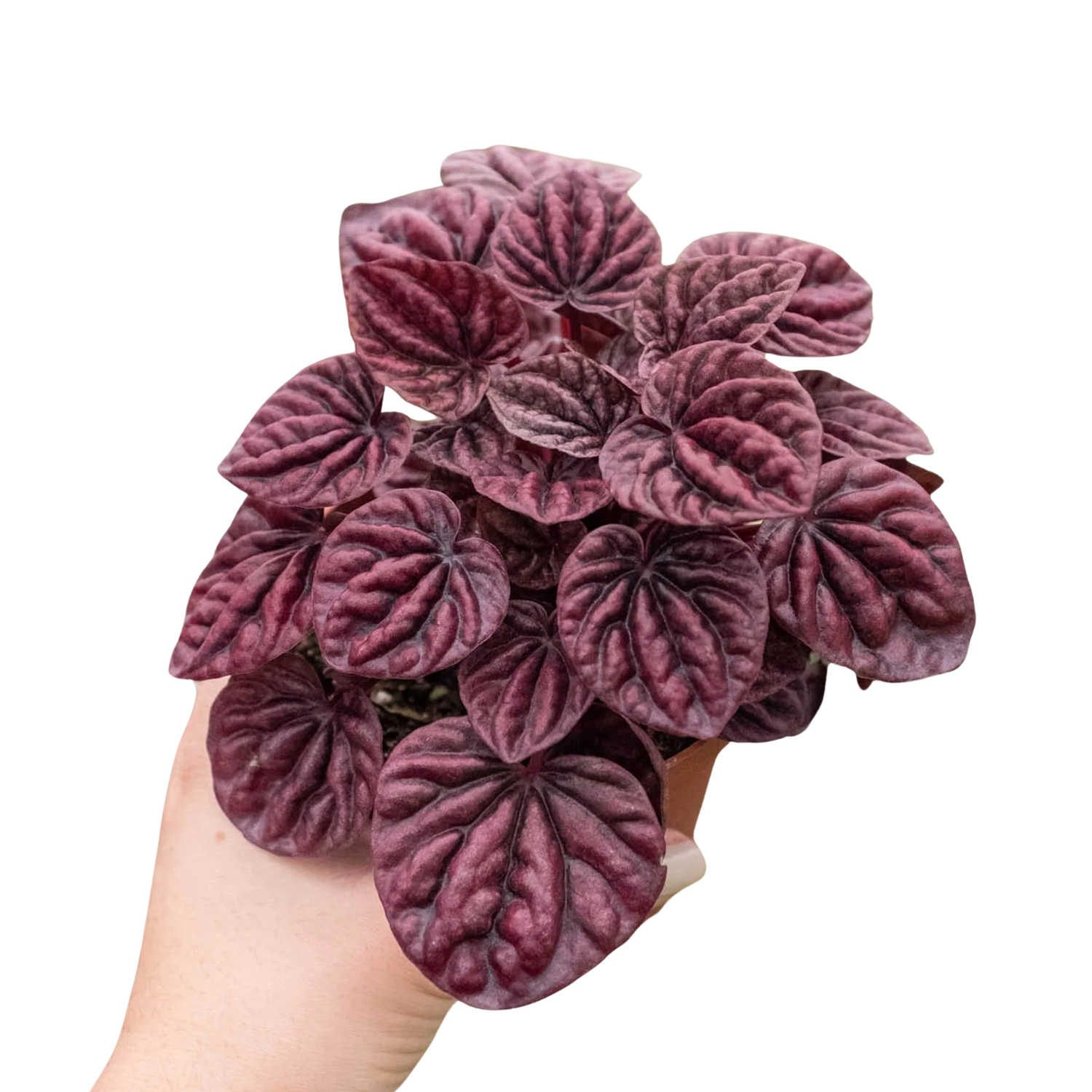 Peperomia &