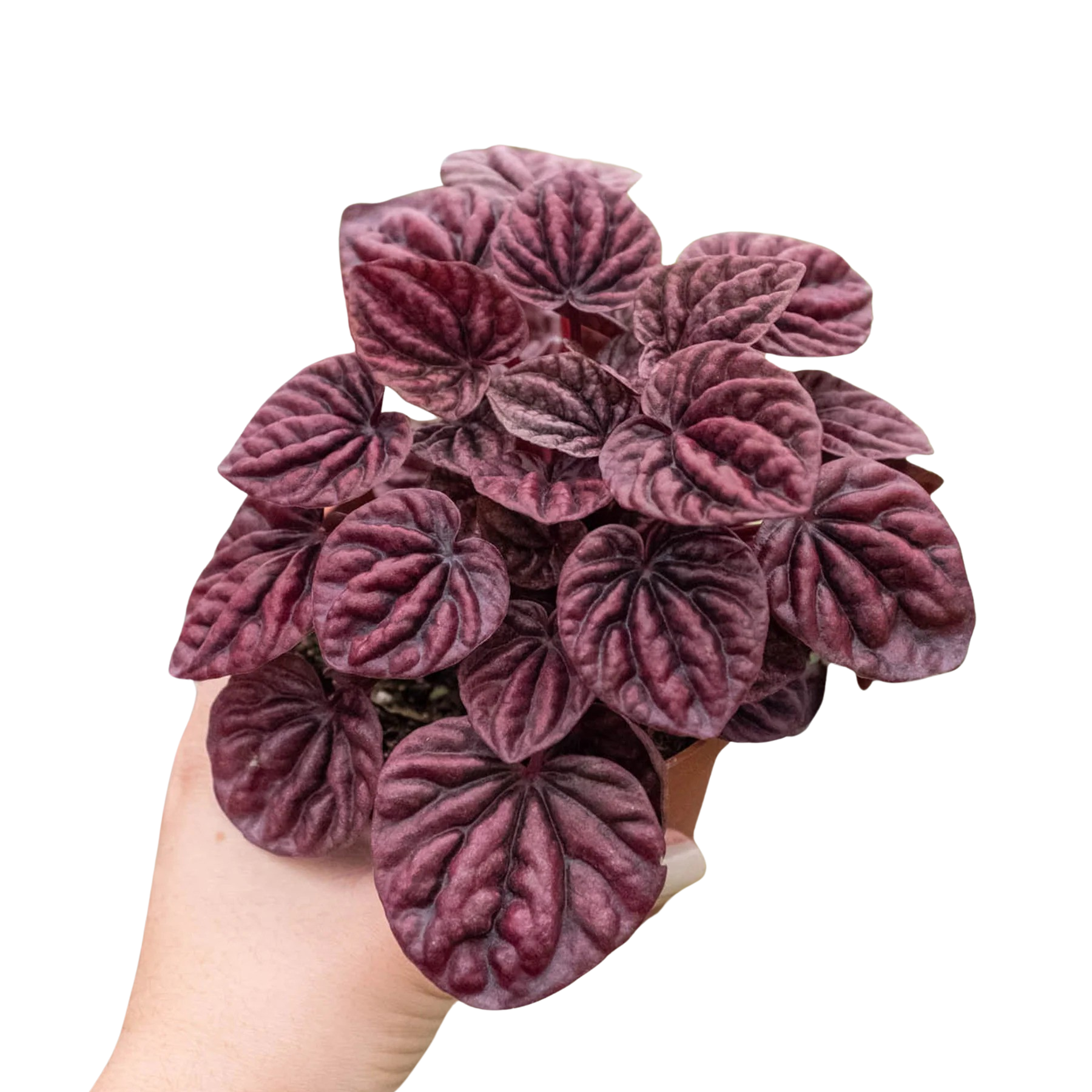 Peperomia &
