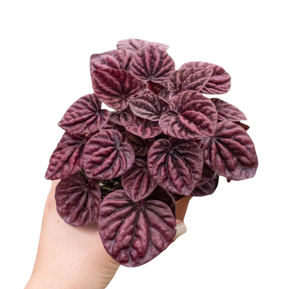 Peperomia &