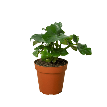 Philodendron &
