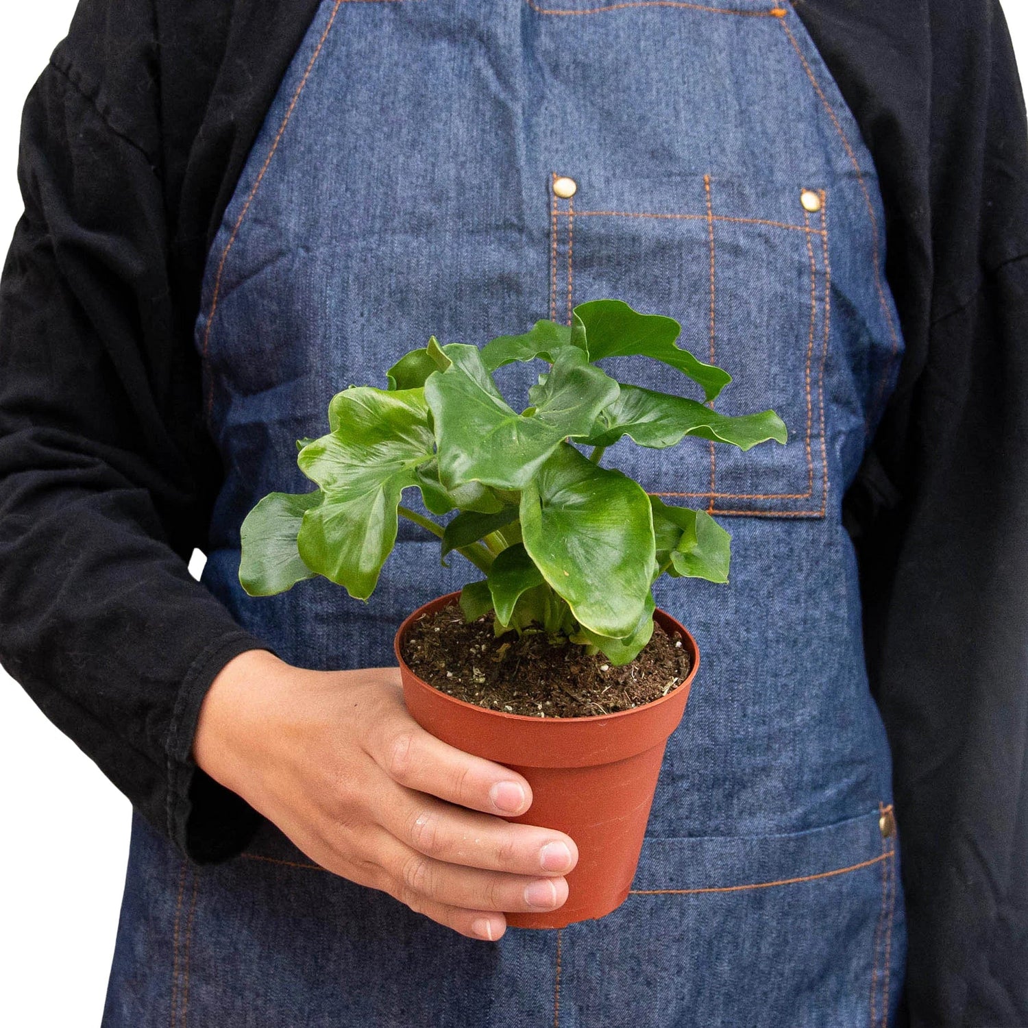 Philodendron &
