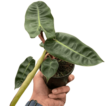 Philodendron &