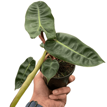Philodendron &