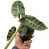Philodendron &