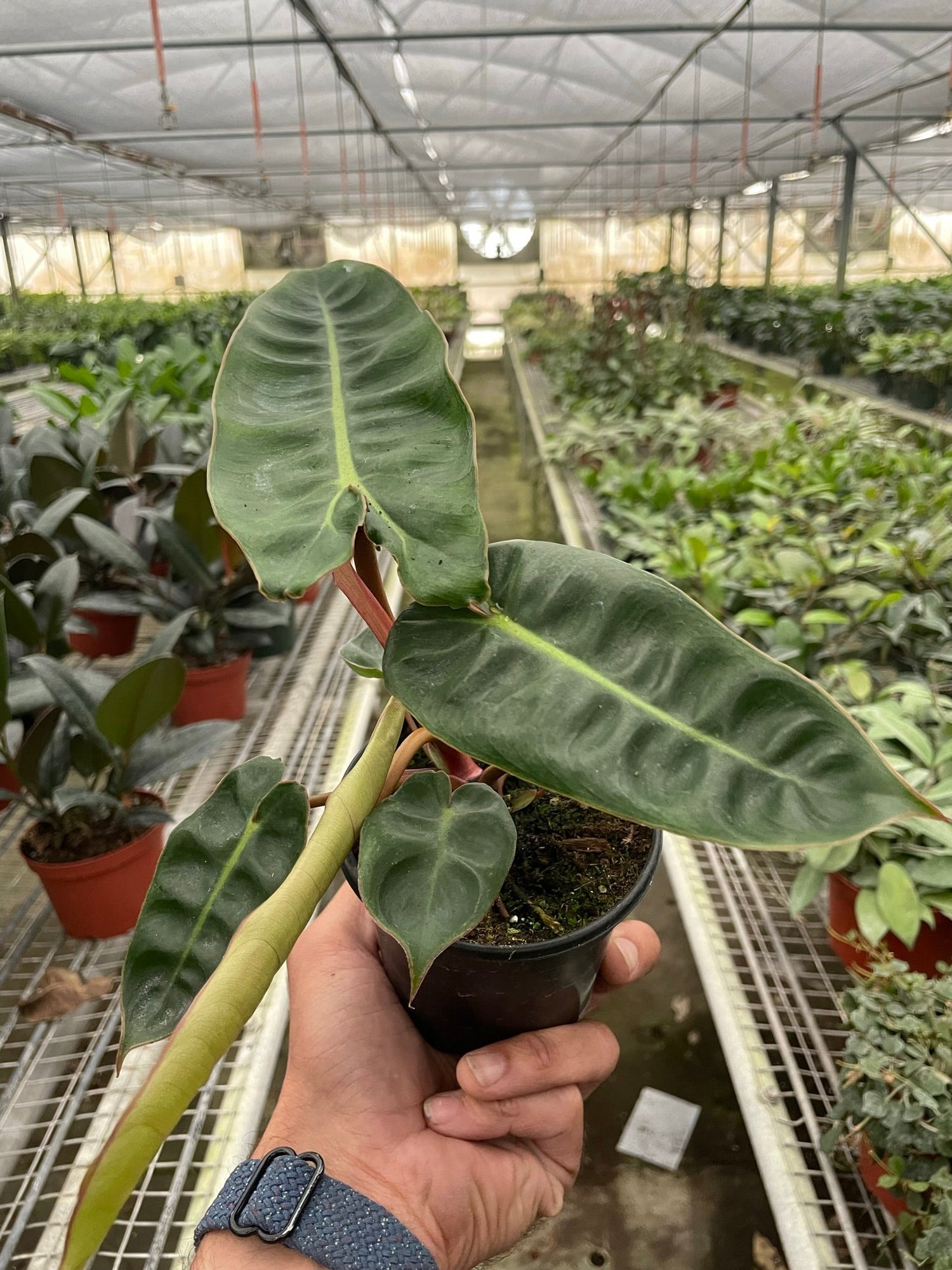 Philodendron &