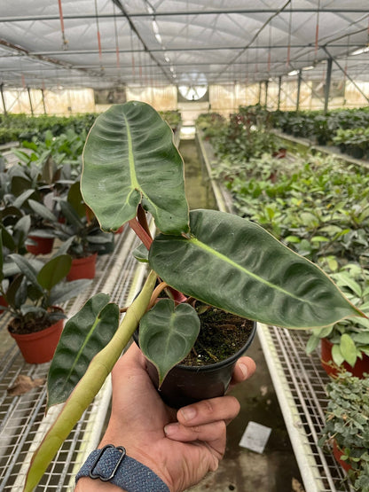 Philodendron &