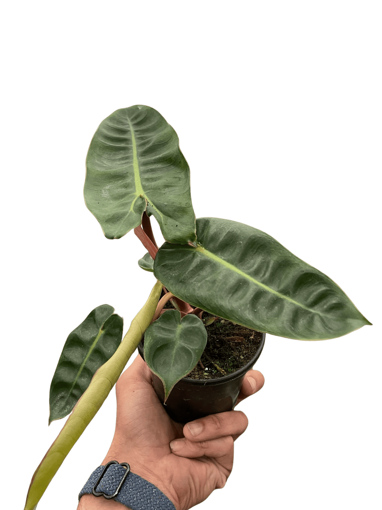 Philodendron &