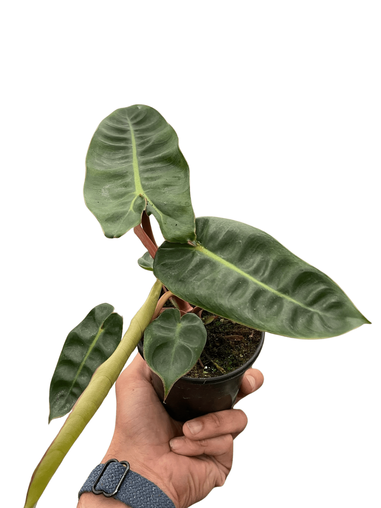 Philodendron &
