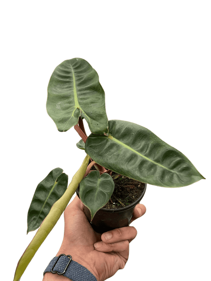 Philodendron &