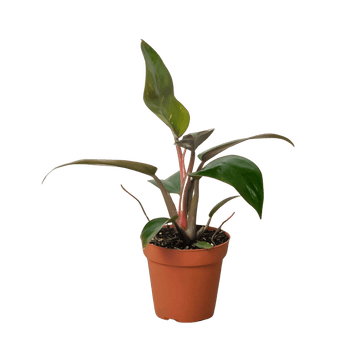 Philodendron &