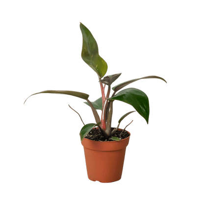 Philodendron &