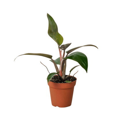 Philodendron &