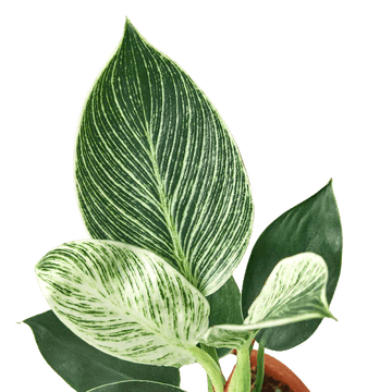 Philodendron &